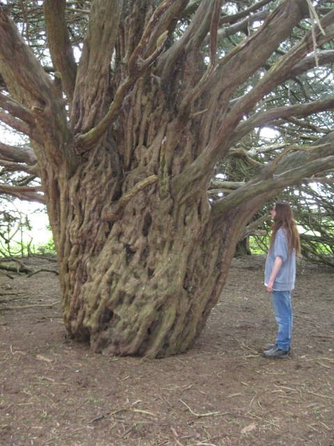 Very ancient Yew tree in the UK